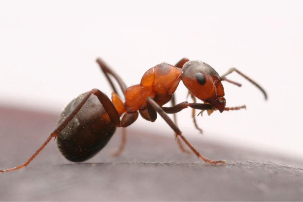 A close-up of an ant on a wooden piece, highlighting ant control services available in Aurora, CO.