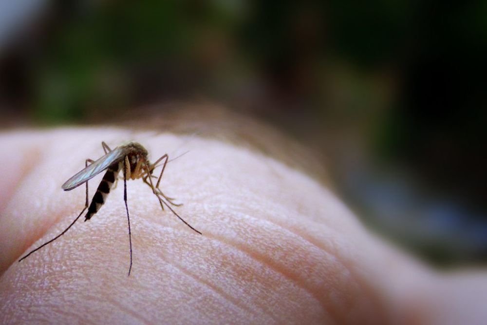 Mosquito bites, a leading cause of mosquito-borne diseases, highlighted by a mosquito control service in Aurora, CO.