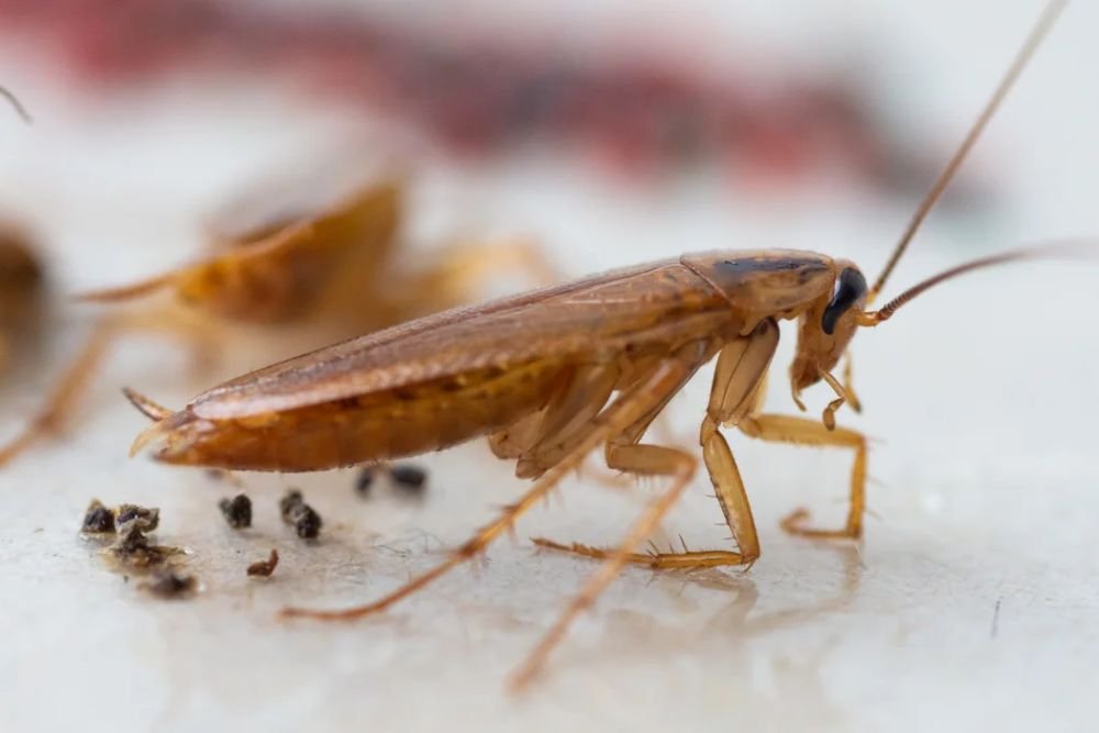 Depiction of cockroaches, illustrating their prevalence in homes; linked to roach control services in Aurora, CO.