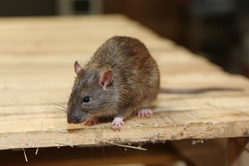A rat is seen on a wooden table, representing the rodent control services available in Aurora, CO.