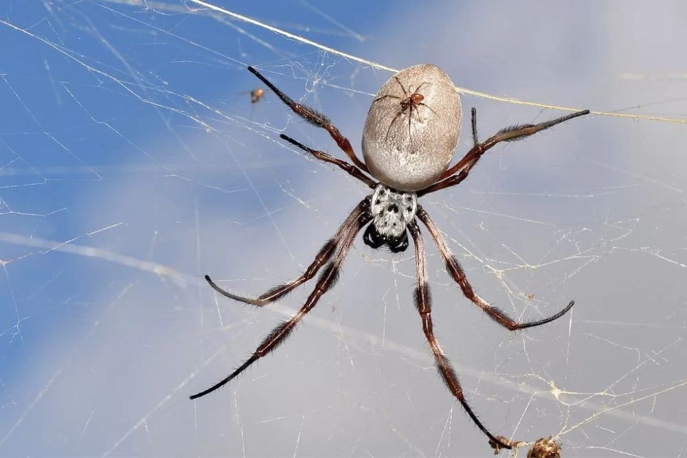 A spider adorned with a large web on its back, highlighting spider control services in Aurora, Colorado.