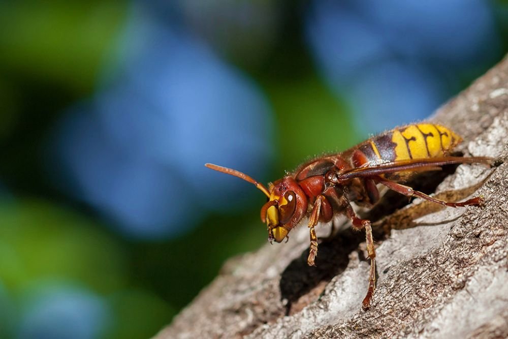 A wasp displaying yellow and black stripes, associated with a stinging control service in Aurora, CO.