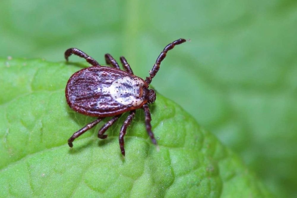 A tick perched on a leaf, illustrating the relevance of tick and flea control services available in Aurora, CO.