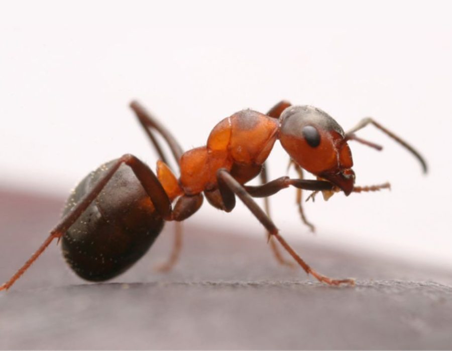 A close-up of an ant on a wooden piece, highlighting ant control services available in Aurora, CO.