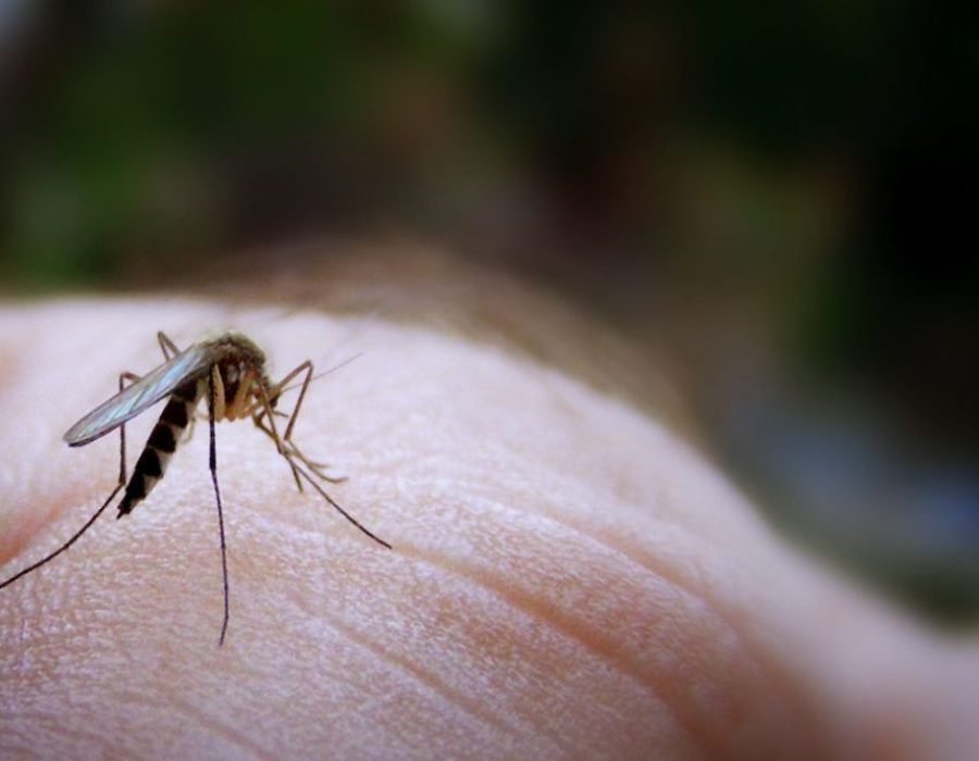 Mosquito bites, a leading cause of mosquito-borne diseases, highlighted by a mosquito control service in Aurora, CO.