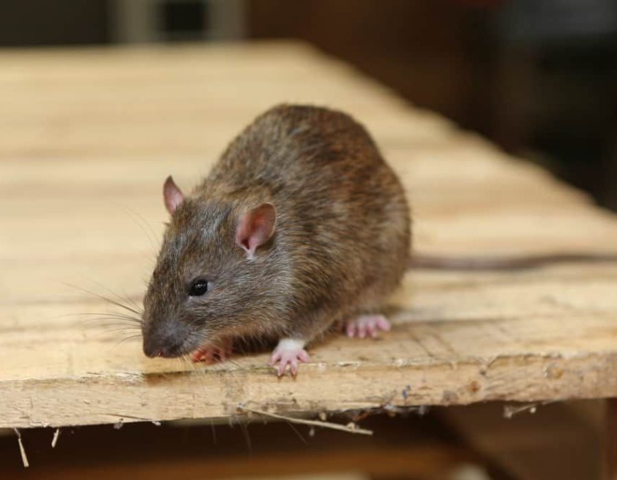 A rat is seen on a wooden table, representing the rodent control services available in Aurora, CO.