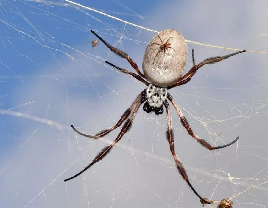 A spider adorned with a large web on its back, highlighting spider control services in Aurora, Colorado.