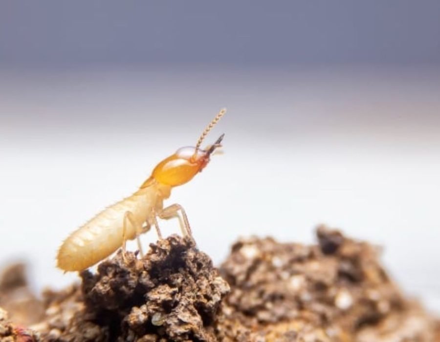 A professional inspecting a home for termite control in Aurora, CO, highlighting effective pest management solutions.