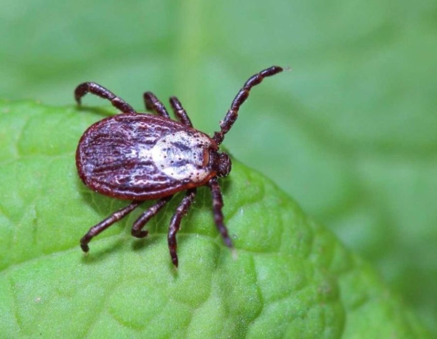 A tick perched on a leaf, illustrating the relevance of tick and flea control services available in Aurora, CO.